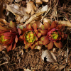 붉은대극(Euphorbia ebracteolata Hayata) : 김새벽