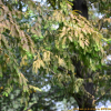 메타세쿼이아(Metasequoia glyptostroboides Hu & Cheng) : 설뫼*