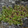낚시돌풀(Leptopetalum coreanum (H.L?v.) Naiki & Ohi-Toma) : 무심거사