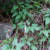 갈퀴꼭두서니(Rubia cordifolia L.) : 벼루
