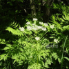 왜우산풀(Pleurospermum uralense Hoffm.) : 바지랑대