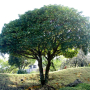 붓순나무 : 여울목