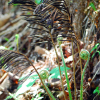 개면마(Pentarhizidium orientale (Hook.) Hayata) : johan(조한)