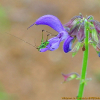 단삼(Salvia miltiorrhiza Bunge) : 청암