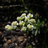 서양톱풀(Achillea millefolium L.) : 벼루