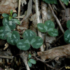 새끼노루귀(Hepatica insularis Nakai) : kplant1
