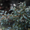 구실잣밤나무(Castanopsis sieboldii (Makino) Hatus.) : 추풍