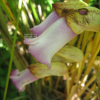 야고(Aeginetia indica L.) : 산들꽃