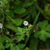 흰둥근이질풀(Geranium koreanum Kom. f. albidum Kom.) : 벼루