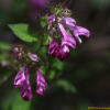 꽃며느리밥풀(Melampyrum roseum Maxim.) : 현촌