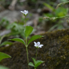 비슬개별꽃(Pseudostellaria × biseulsanensis M.Kim & H.Jo) : 산들꽃