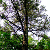 테에다소나무(Pinus taeda L.) : 설뫼*