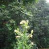 큰달맞이꽃(Oenothera glazioviana Micheli) : 塞翁之馬