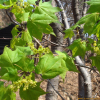고로쇠나무(Acer pictum Thunb. var. mono (Maxim.) Maxim. ex Franch.) : 산들꽃