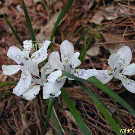 흰각시붓꽃(Iris rossii for. alba Y.N.Lee) : 벼루