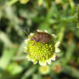 벌개미취 : 바지랑대