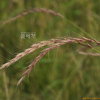 속털개밀(Elymus ciliaris (Trin. ex Bunge) Tzvelev) : 별꽃