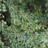 아그배나무(Malus toringo (Siebold) Siebold ex de Vriese) : 무심거사
