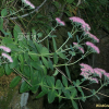 큰꿩의비름(Hylotelephium spectabile (Boreau) H.Ohba) : 여울목