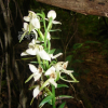 제비난초(Platanthera densa Freyn subsp. orientalis (Schltr.) Efimov) : 산들꽃