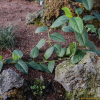 덩굴모밀(Persicaria chinensis (L.) Nakai) : habal