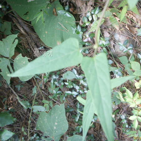 좁은잎계요등(Paederia scandens var. angustifolia (Nakai) T.B.Lee) : 봄까치꽃