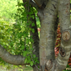 산사나무(Crataegus pinnatifida Bunge) : 벼루