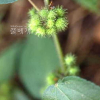 고슴도치풀(Triumfetta japonica Makino) : 무심거사