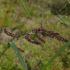 돌피(Echinochloa crus-galli (L.) P.Beauv.) : 봄까치꽃