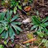 유럽조밥나물(Hieracium caespitosum Dumort.) : 설뫼*