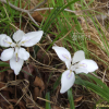 흰각시붓꽃(Iris rossii for. alba Y.N.Lee) : 푸른산야