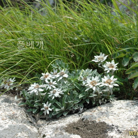 솜다리(Leontopodium coreanum Nakai) : 벼루