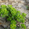 등대풀(Euphorbia helioscopia L.) : 통통배