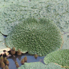 가시연꽃(Euryale ferox Salisb.) : 필릴리