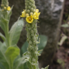 우단담배풀(Verbascum thapsus L.) : 꽃사랑