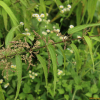 가는잎쐐기풀(Urtica angustifolia Fisch. ex Hornem.) : 꽃사랑