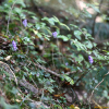 한라돌쩌귀(Aconitum japonicum subsp. napiforme (H.Lev. & Vaniot) Kadota ) : 오솔