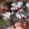 산벚나무(Prunus sargentii Rehder) : 벼루