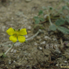 은양지꽃(Potentilla nivea L.) : 무심거사