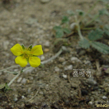 은양지꽃(Potentilla nivea L.) : 통통배