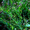 아마풀(Diarthron linifolium Turcz.) : 박용석