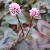 메밀여뀌(Persicaria capitata) : 산들꽃