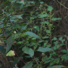 토현삼(Scrophularia koraiensis Nakai) : 벼루