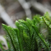 왕다람쥐꼬리(Huperzia cryptomerina (Maxim.) R.D.Dixit) : 벼루