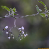 왕배풍등(Solanum megacarpum Koidz.) : 곰배령