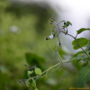 왕배풍등(Solanum megacarpum Koidz.) : 곰배령