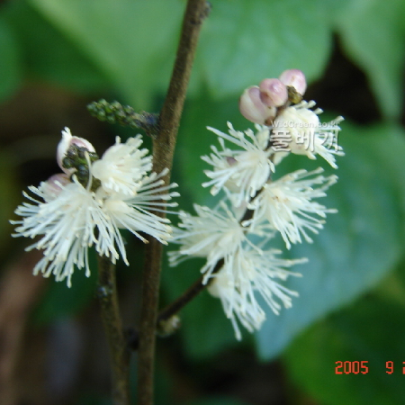 왜승마(Actaea japonica Thunb.) : 현촌