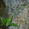 반하(Pinellia ternata (Thunb.) Breitenb.) : 통통배