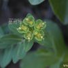 등대풀(Euphorbia helioscopia L.) : 여울목