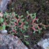 구실사리(Selaginella rossii (Baker) Warb.) : 벼루